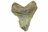 Bargain, Fossil Megalodon Tooth - North Carolina #371712-1